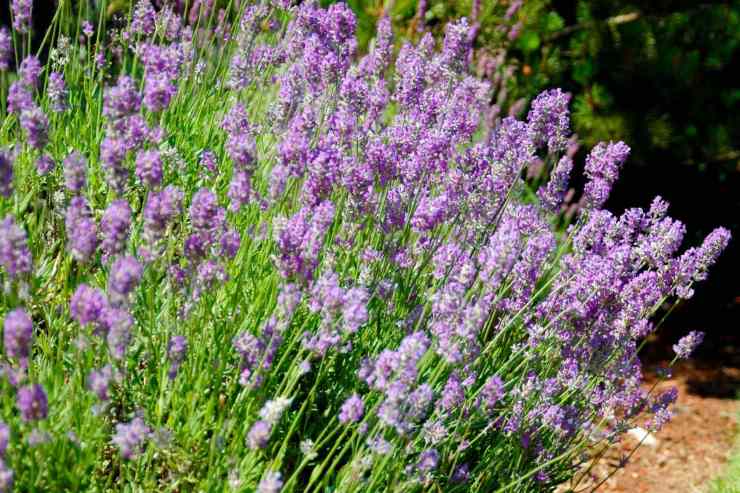 lavanda per allontanare le cimici