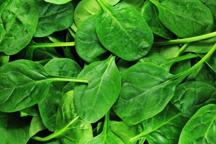 verdure da non mangiare contaminate spinaci