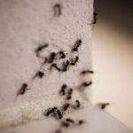 Ingredienti naturali per sbarazzarsi delle formiche