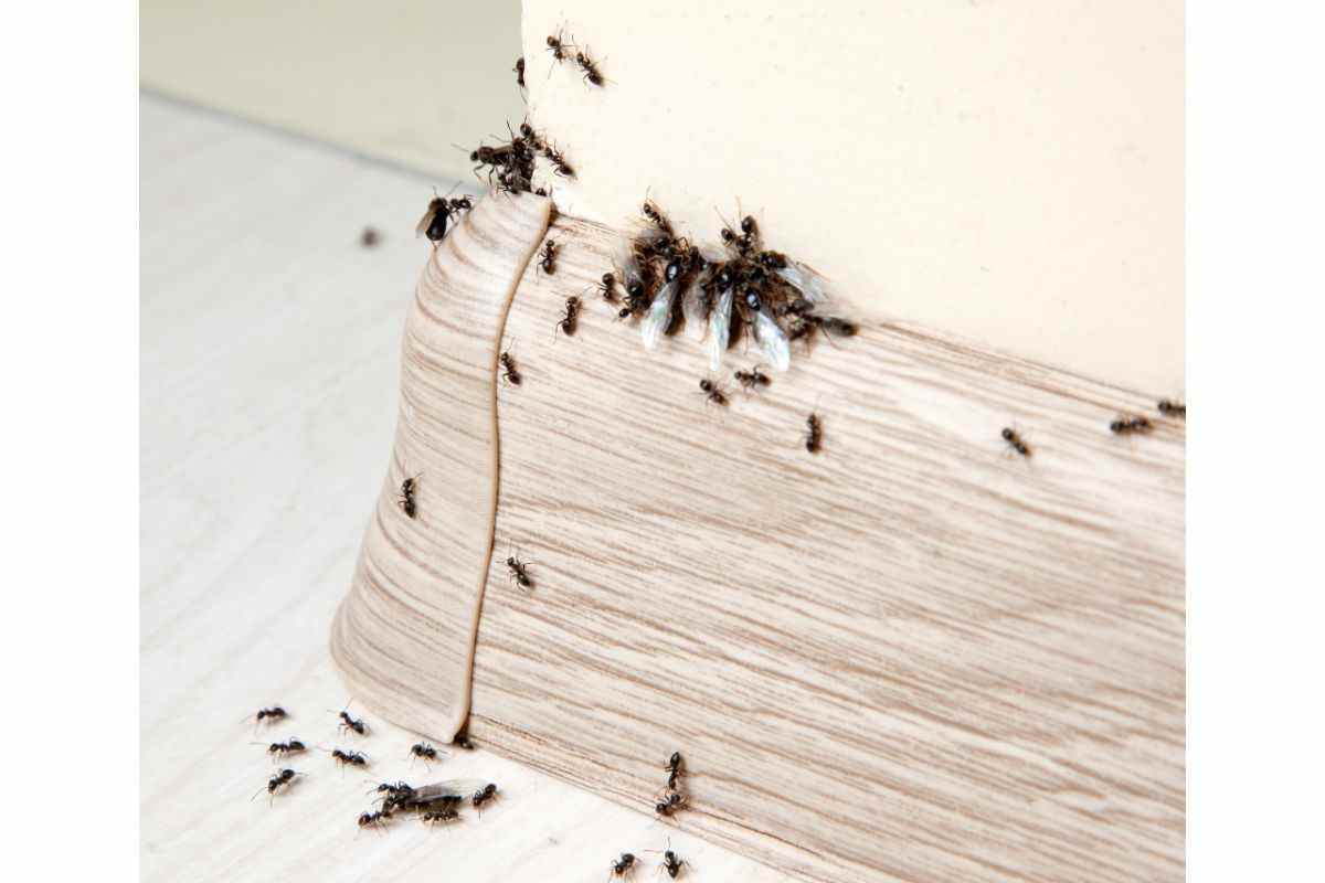 Come allontanare le formiche con prodotti naturali?